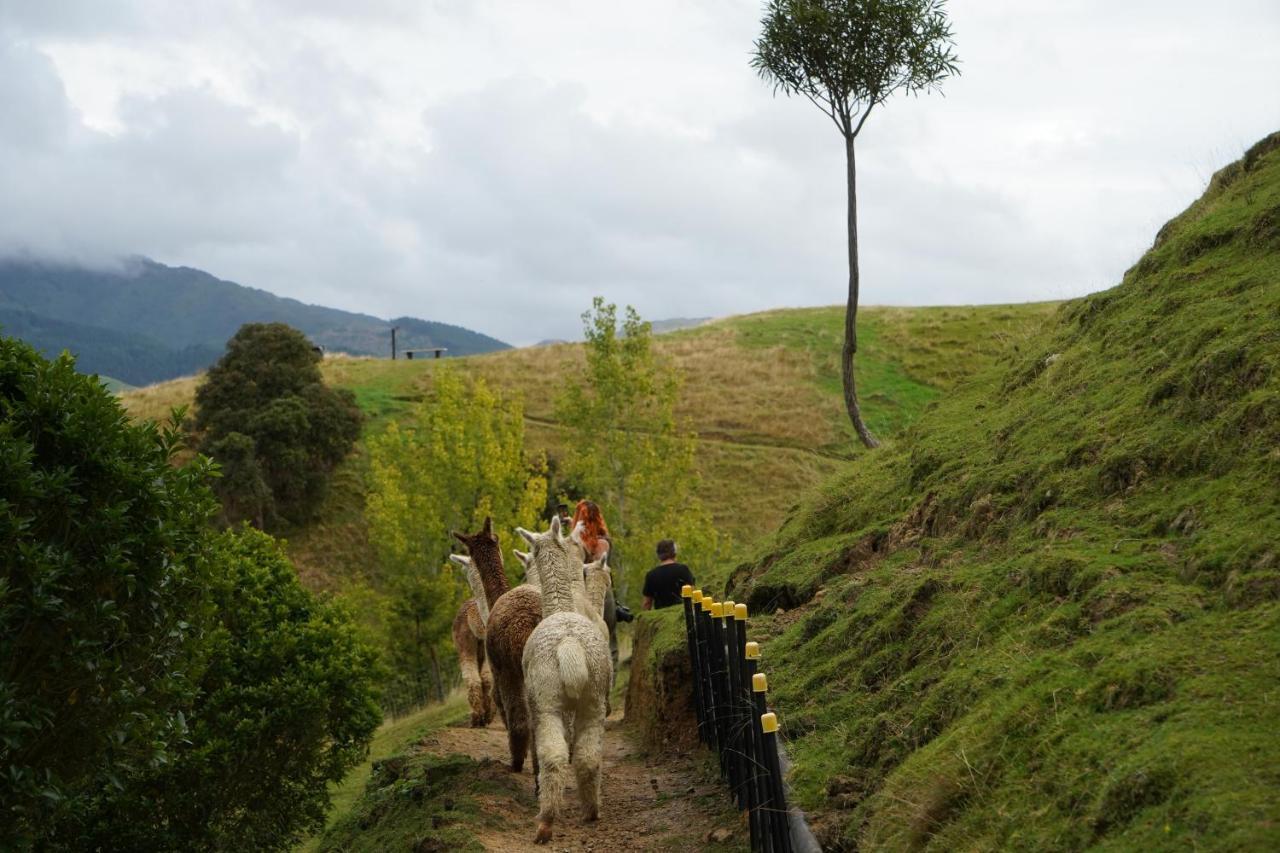 Luxury Stay, Alpaca Farm Paraparaumu Εξωτερικό φωτογραφία