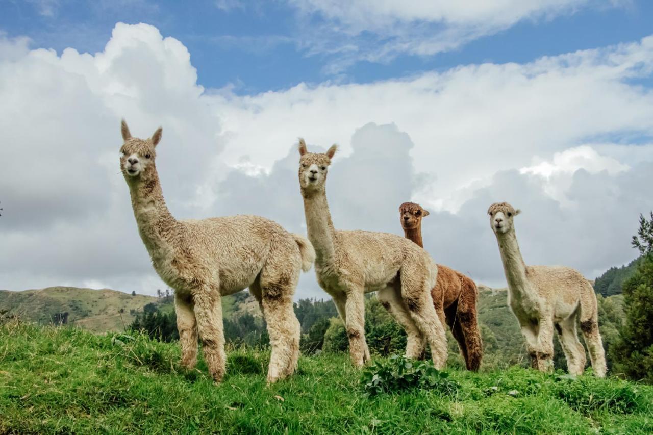 Luxury Stay, Alpaca Farm Paraparaumu Εξωτερικό φωτογραφία